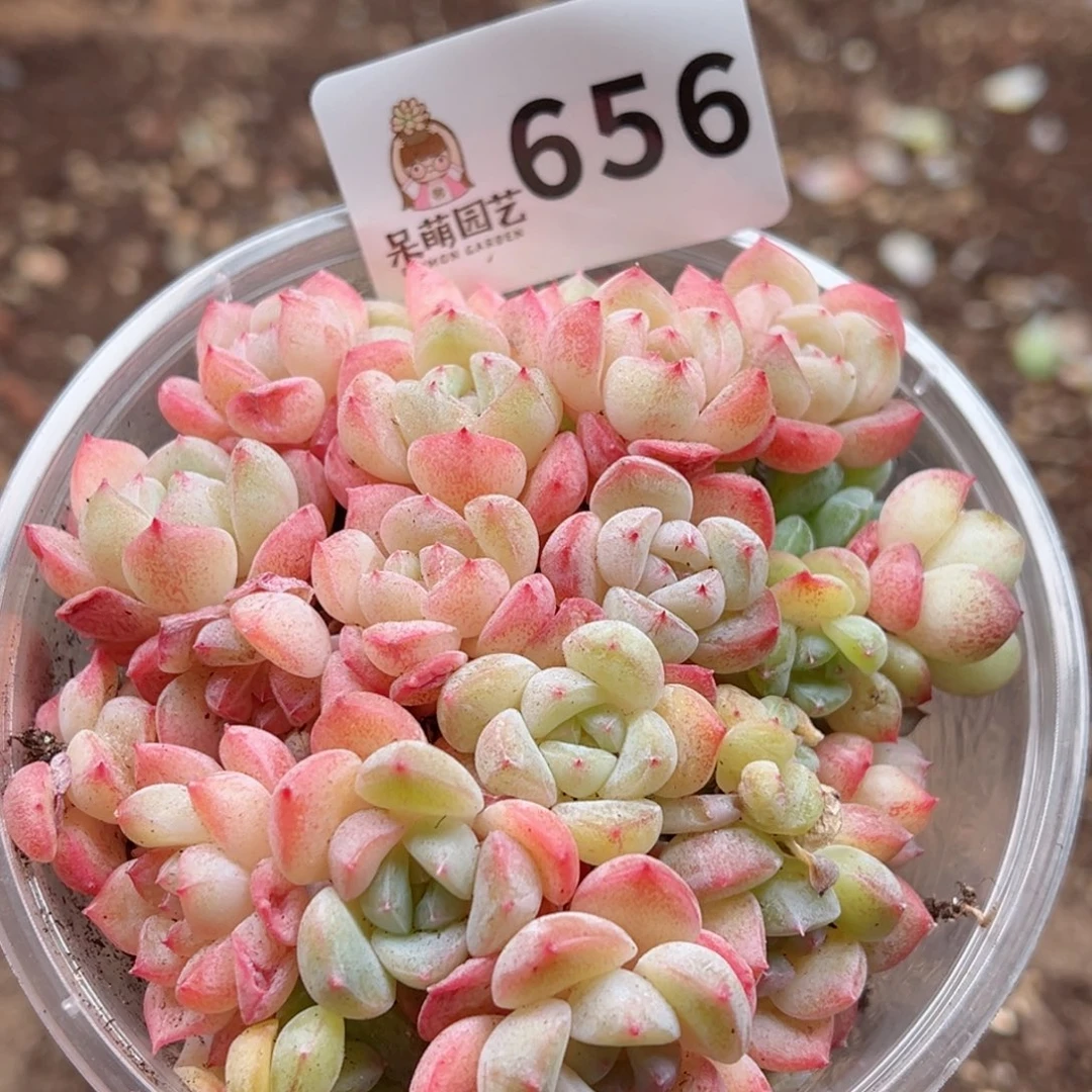 多肉植物多肉植物