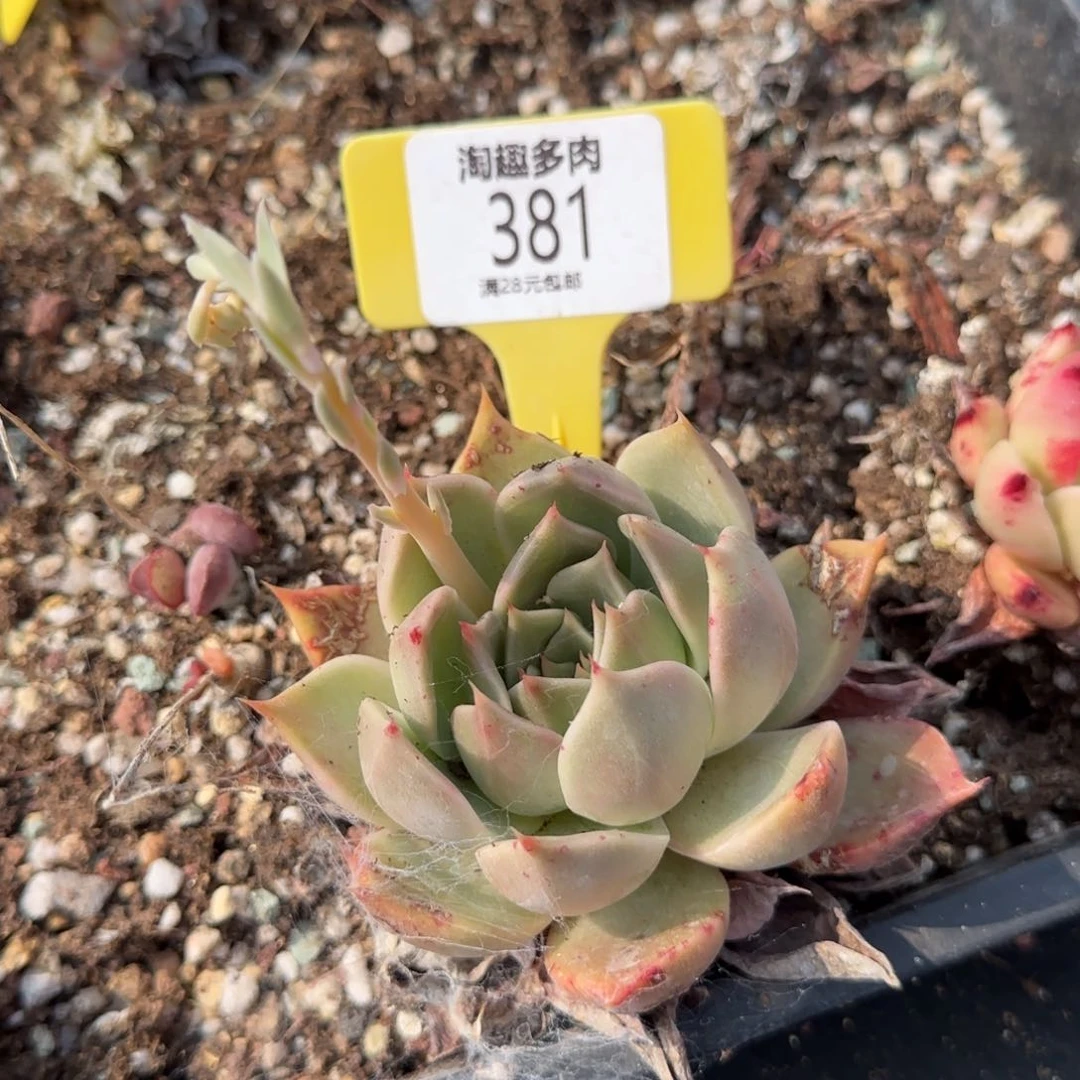喵多肉植物11111111
