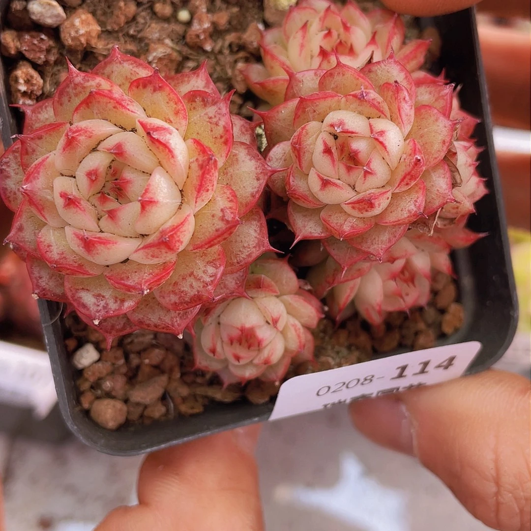 000000000000114量拍