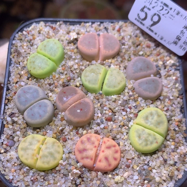 精品生石花222.59