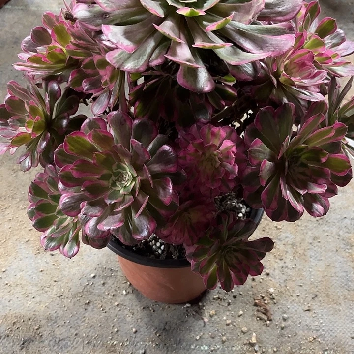 多肉植物霁月锦……