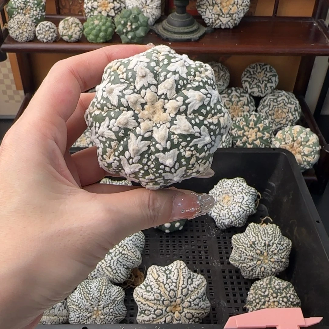 投***剑专拍福利不退换谢谢