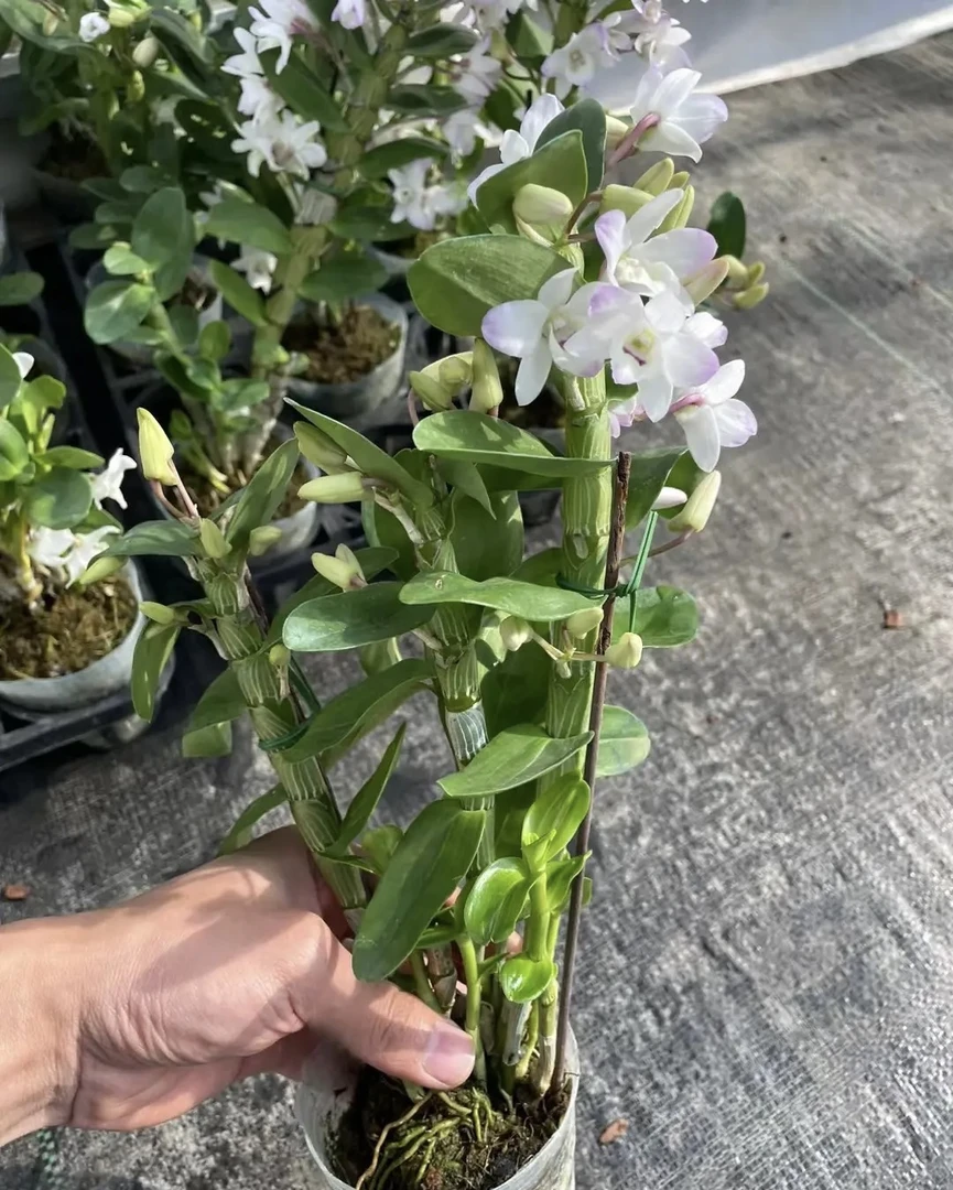 白花清新素雅春石斛兰室内桌面兰花好养带花苞