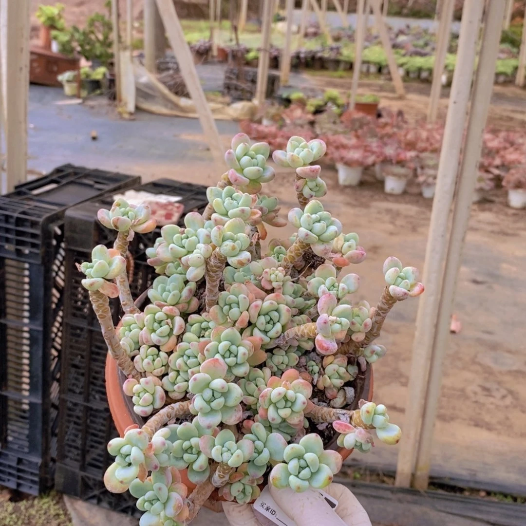 177劳尔整桩一物一拍