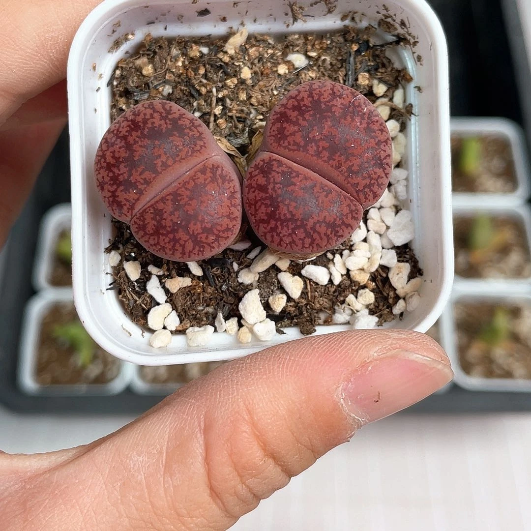 2237大棚清仓甩卖了