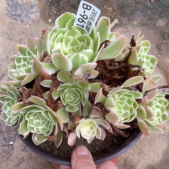 961海王多肉植物福利