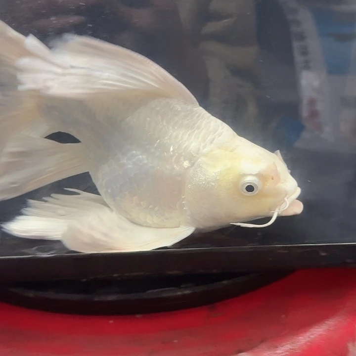 小****蝴蝶鲤鱼蝴蝶鲤包邮40不售后