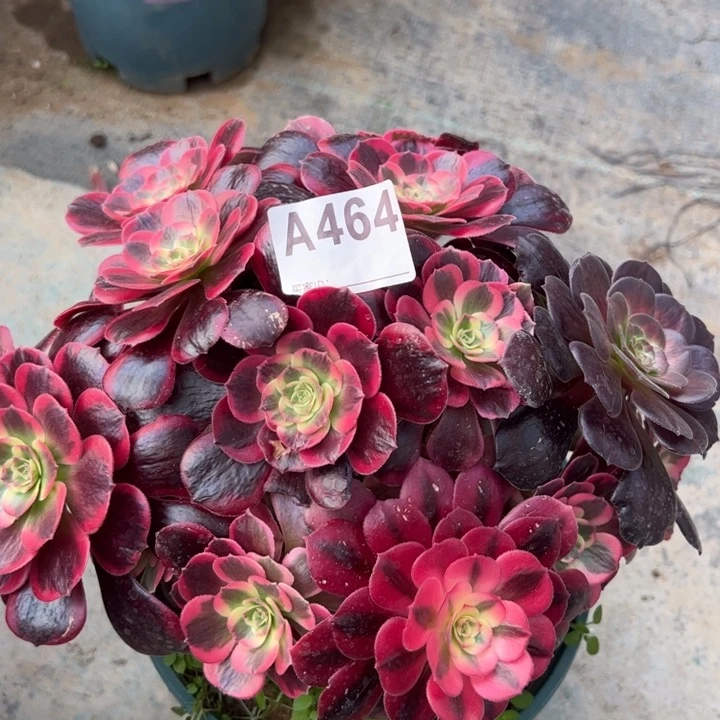 464凤冠23厘米左右