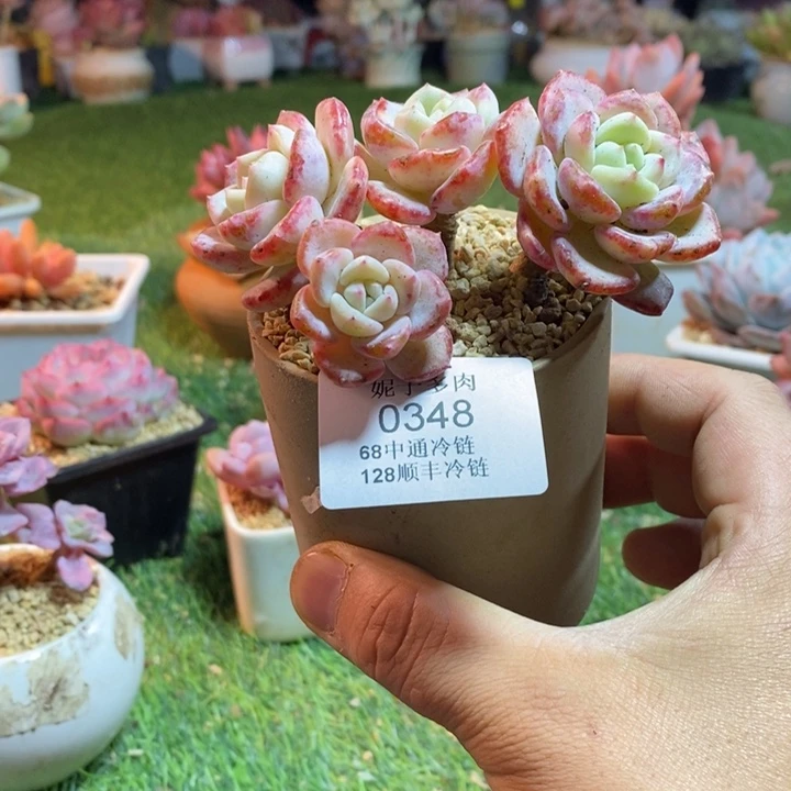 0348啊啊啊啊啊啊啊啊啊啊