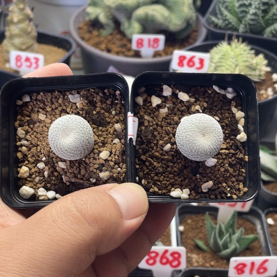 2盆伊朗丸仙人球 包邮