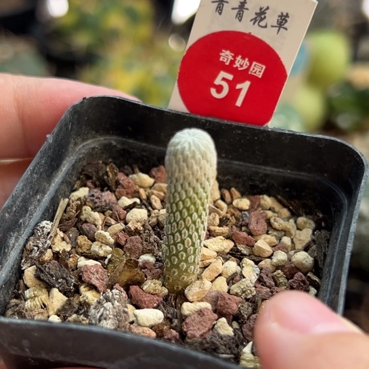 实生精巧丸0.75cm