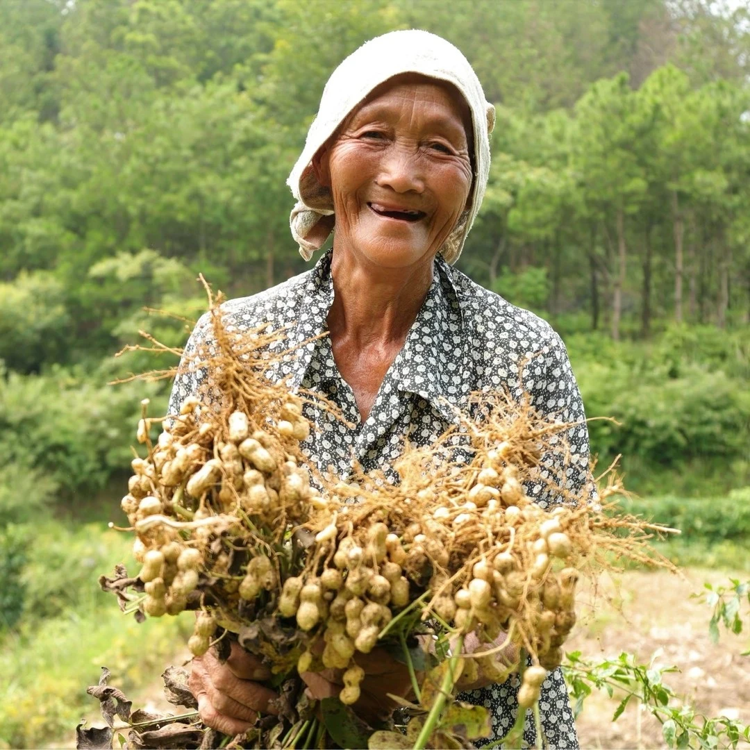 世界长寿乡农家露天种植新鲜小籽花生正宗郭公坪现摘先发