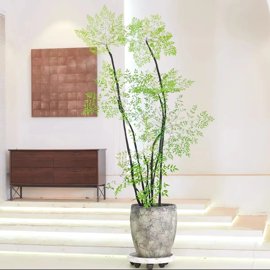 【玖佰园艺】造型南天竹禅意客厅书房办公室耐寒好养直播一物一拍