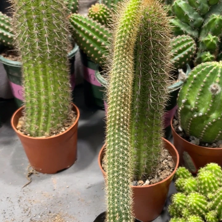 自根新品金妞玛丽珍黄