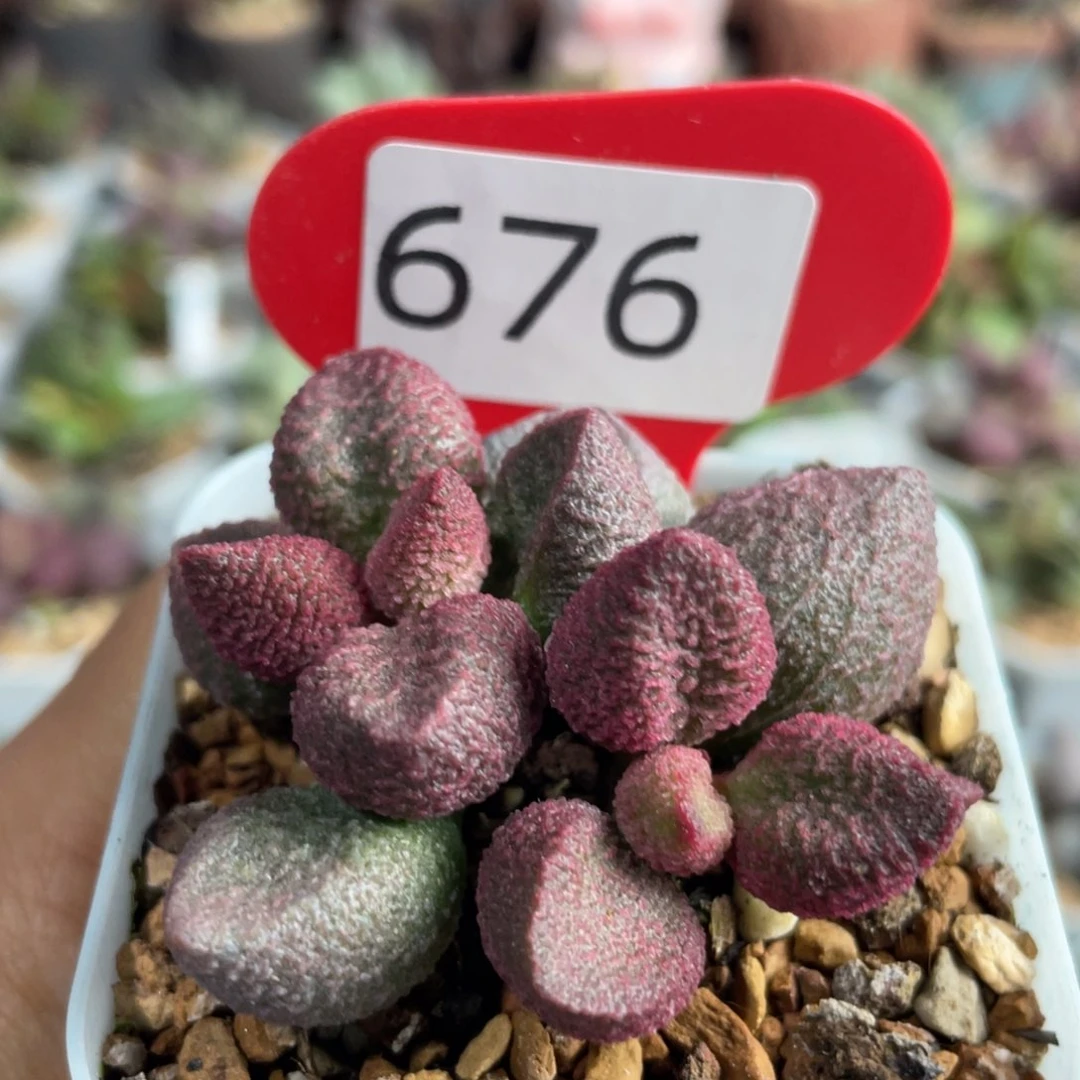 福利。          676