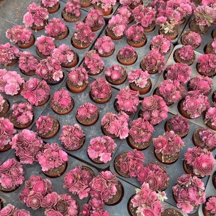 荔枝朵朵带盆土发货