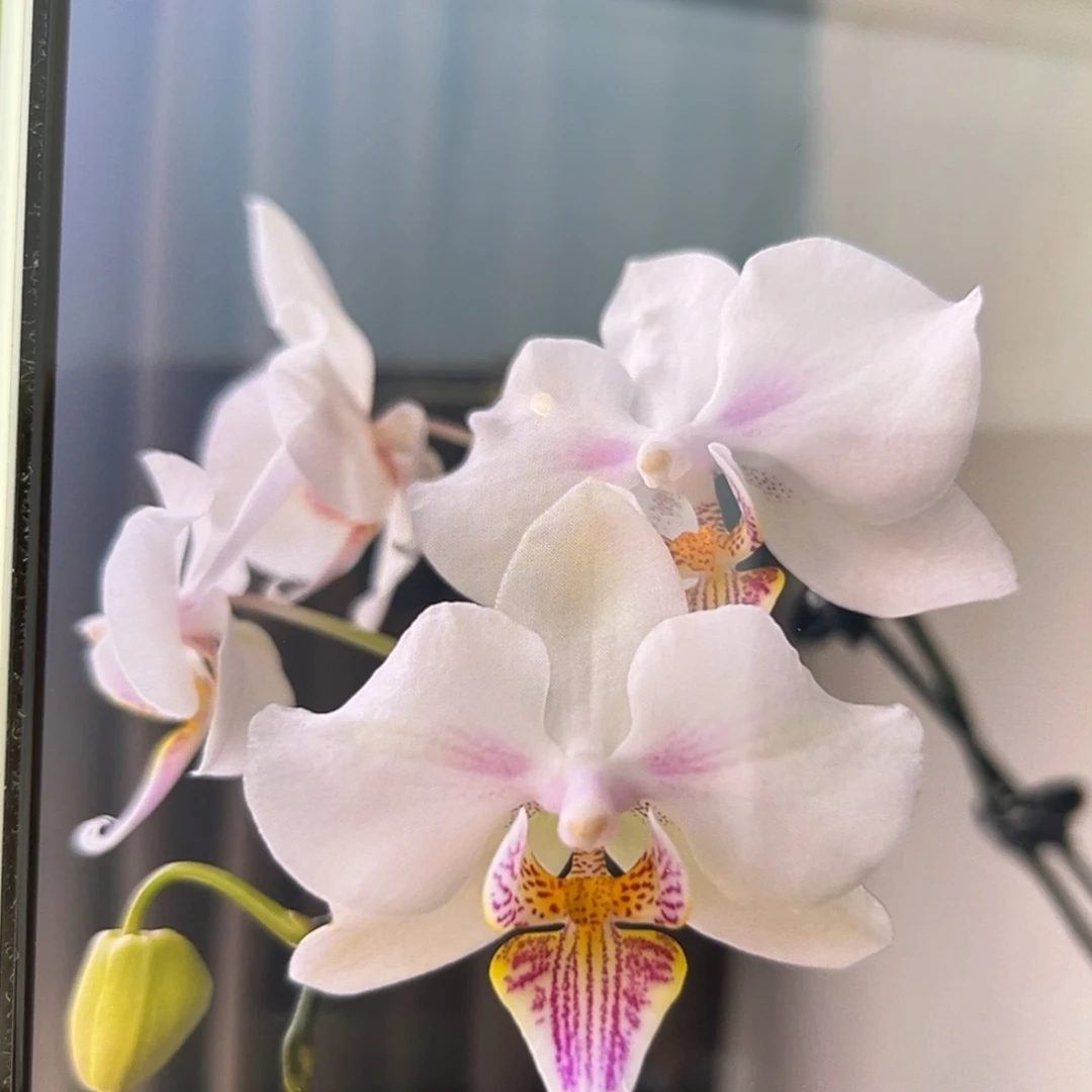 无花朵3.5寸微笑天鹅苗