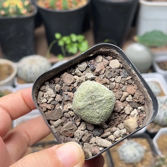 无花朵四角凝蹄玉实生