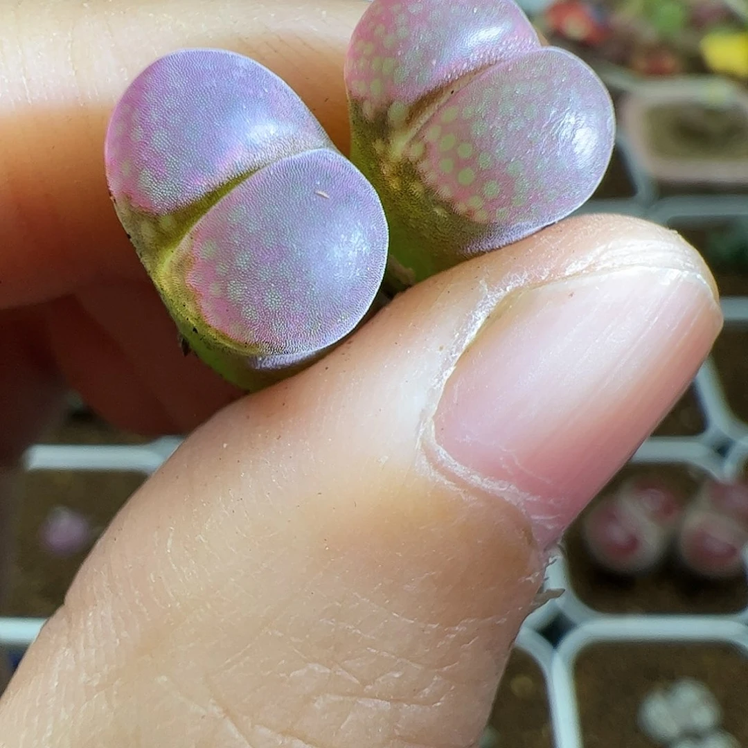 【闪购商品】296 大紫红