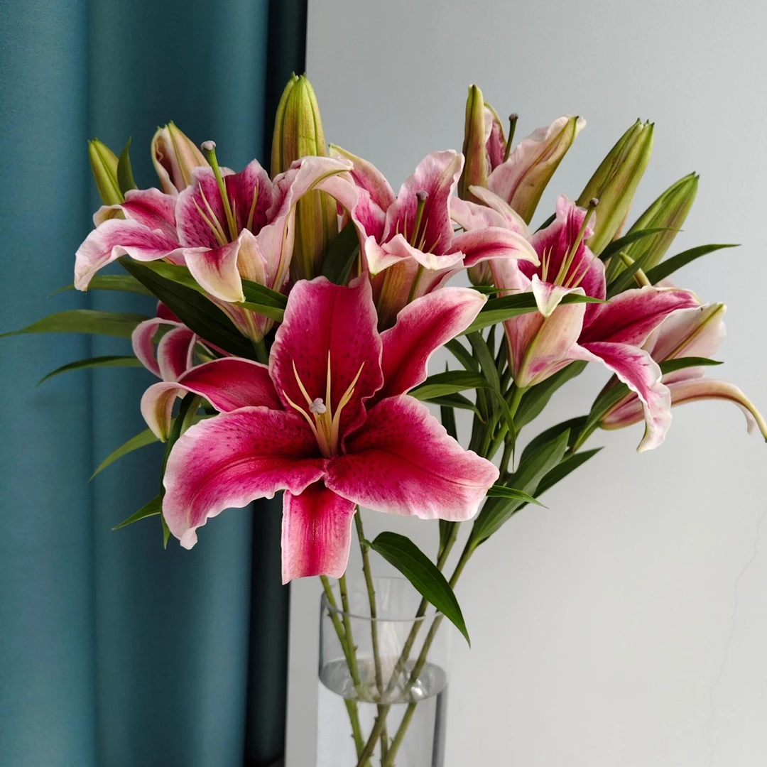 香水百合3到5朵 颜色随机  贵港两小时内送货上门