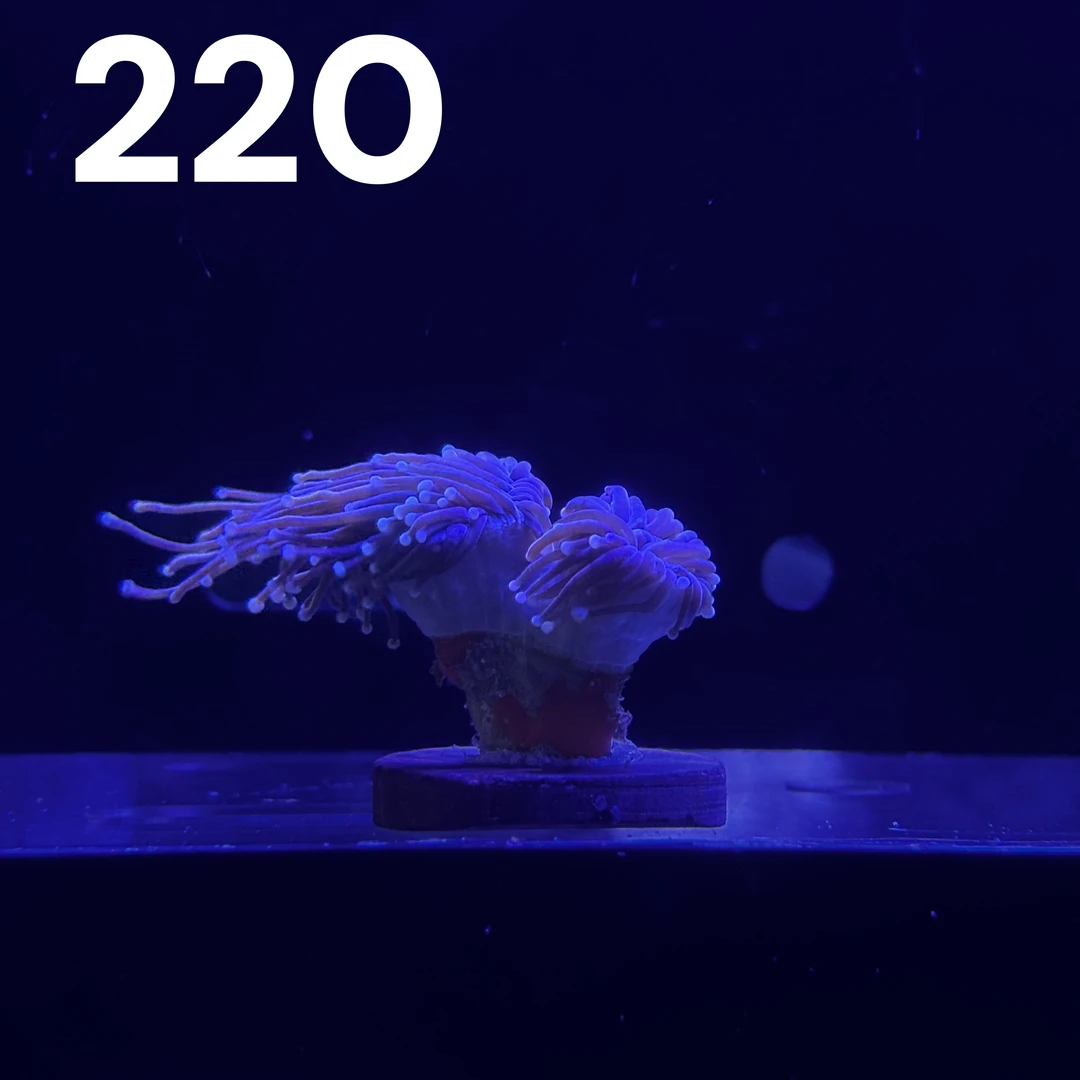 C59号两头/超长须金火柴【所见所得 一物一拍】海缸珊瑚