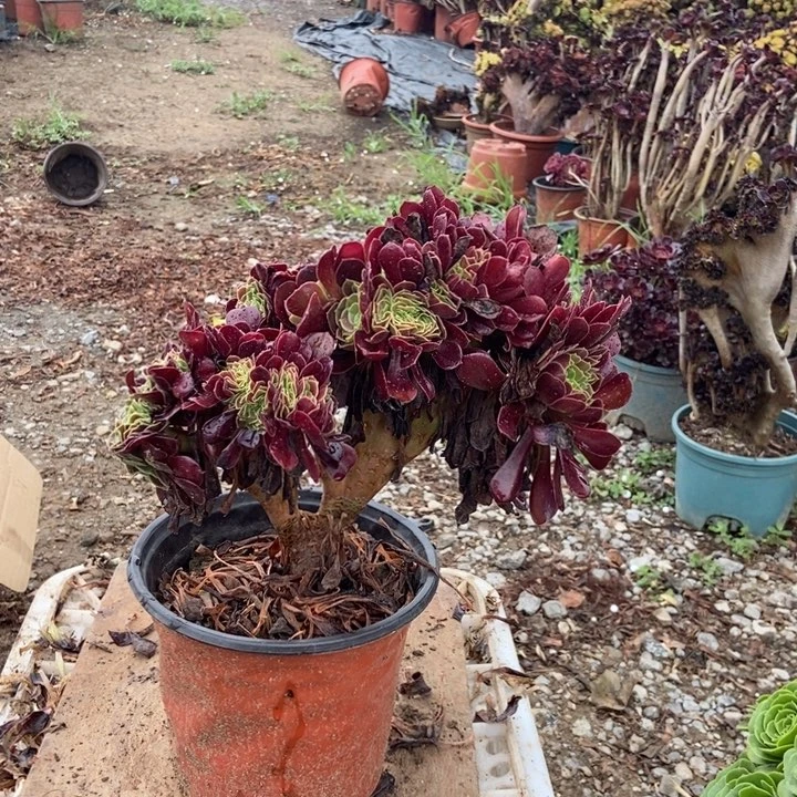 ∽***己650欧紫缀化老桩老桩