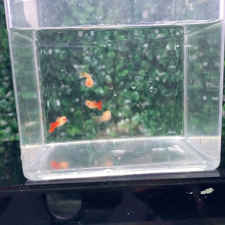 海水鱼银河琉璃玻璃猫