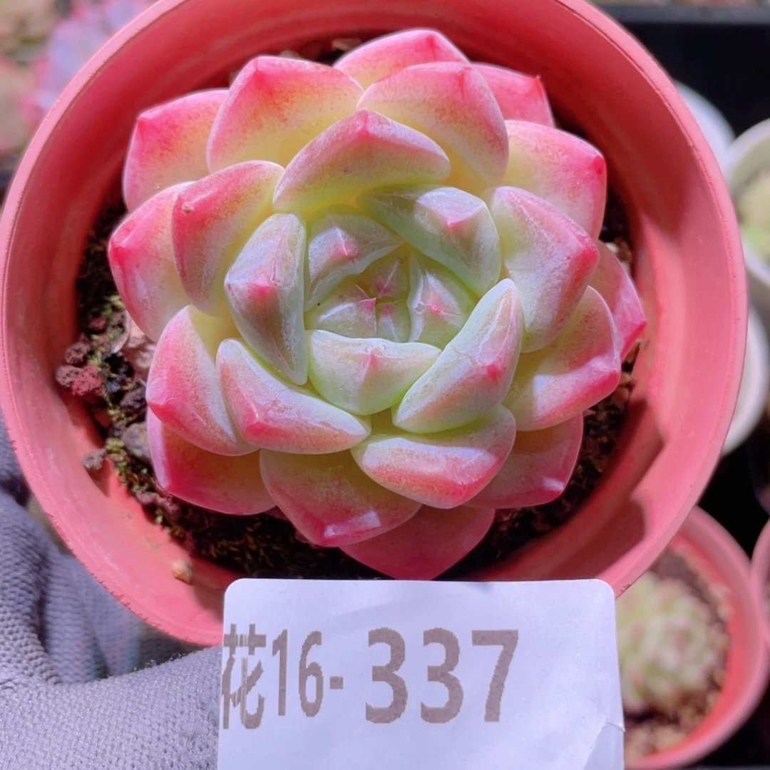 花利美16-337冰糖