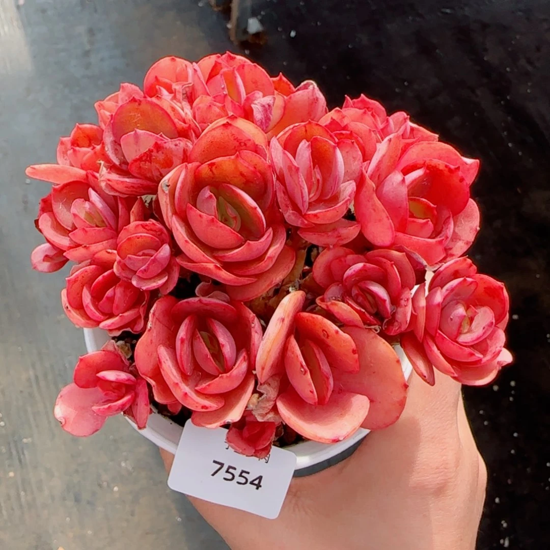 秀妍，7554多肉植物