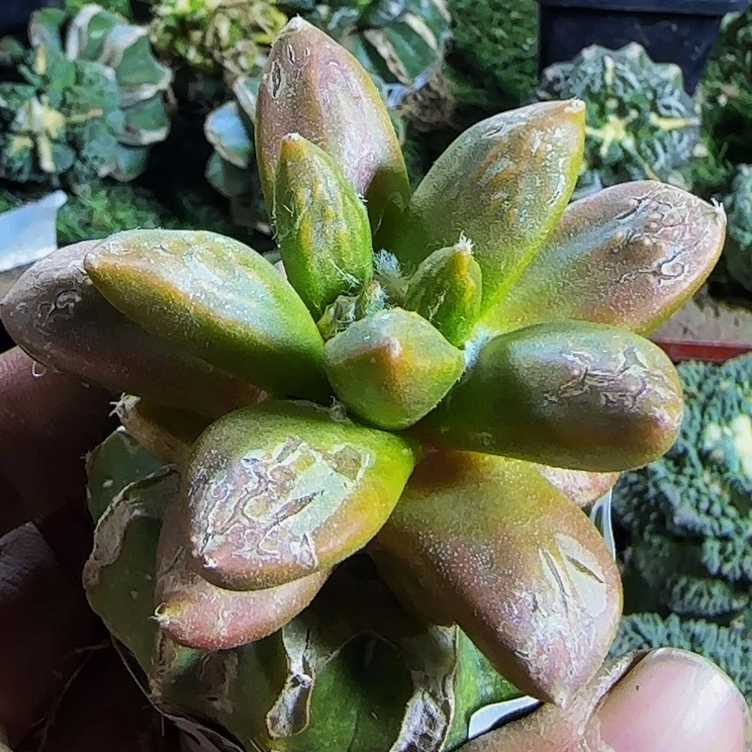 青瓷锦336仙人球