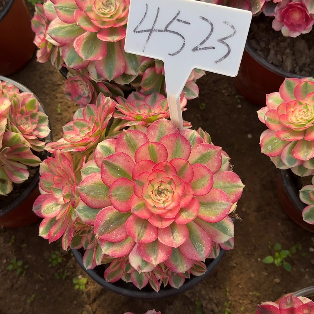 4523倾城多肉法师多肉