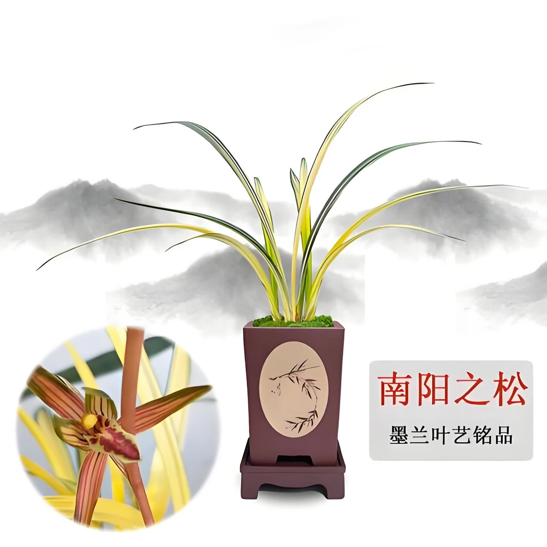 墨兰-南阳之松 墨兰铭品 中透艺