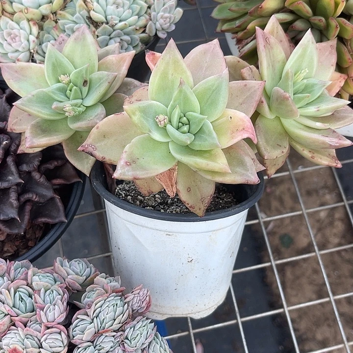 两单包邮，一物一拍