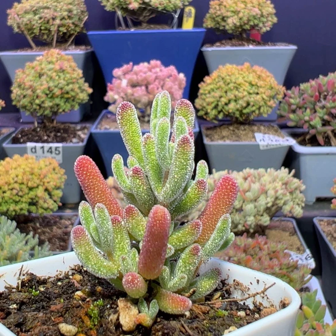 【闪购商品】d618实生晶荧枝干番杏