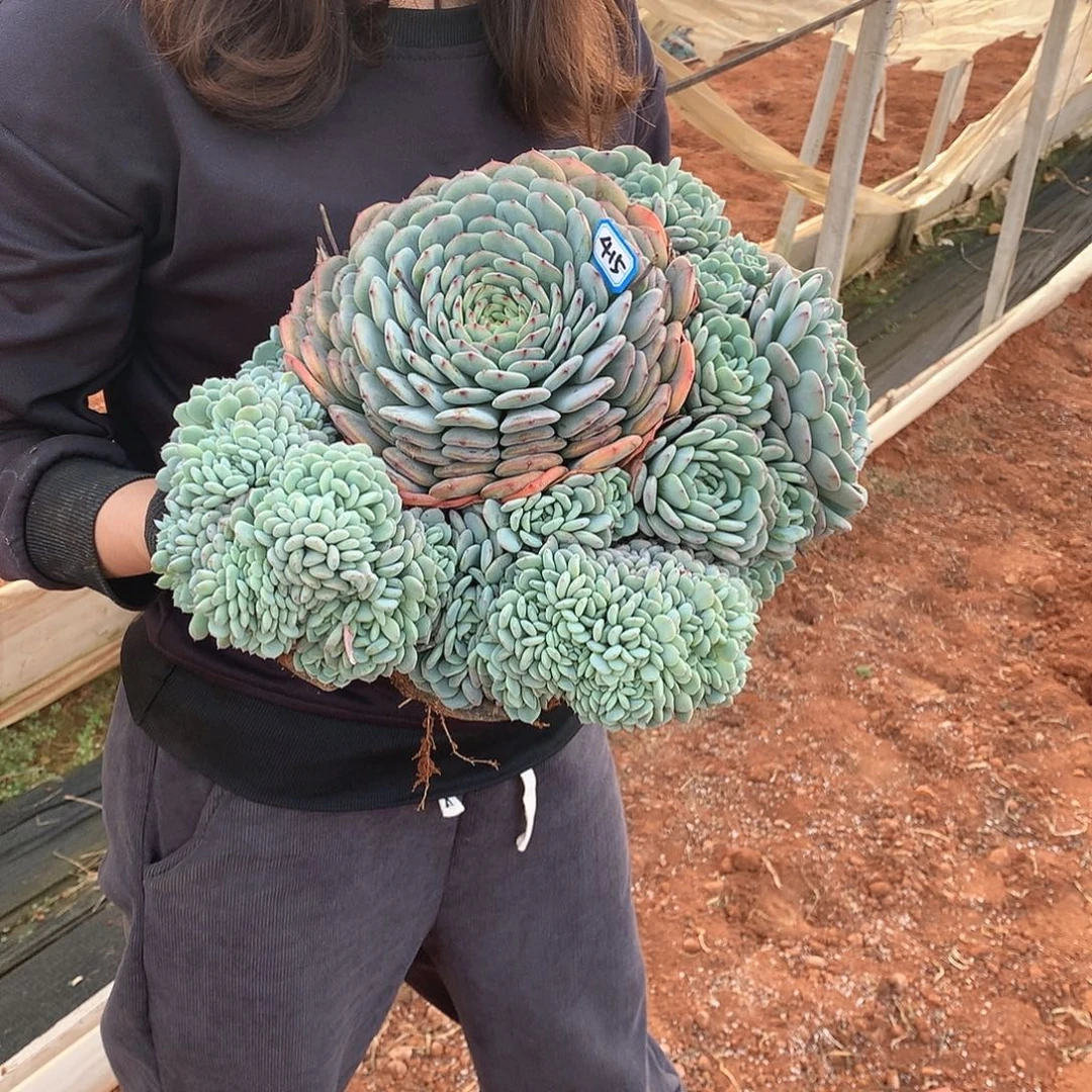 415 白胖子 一物一拍