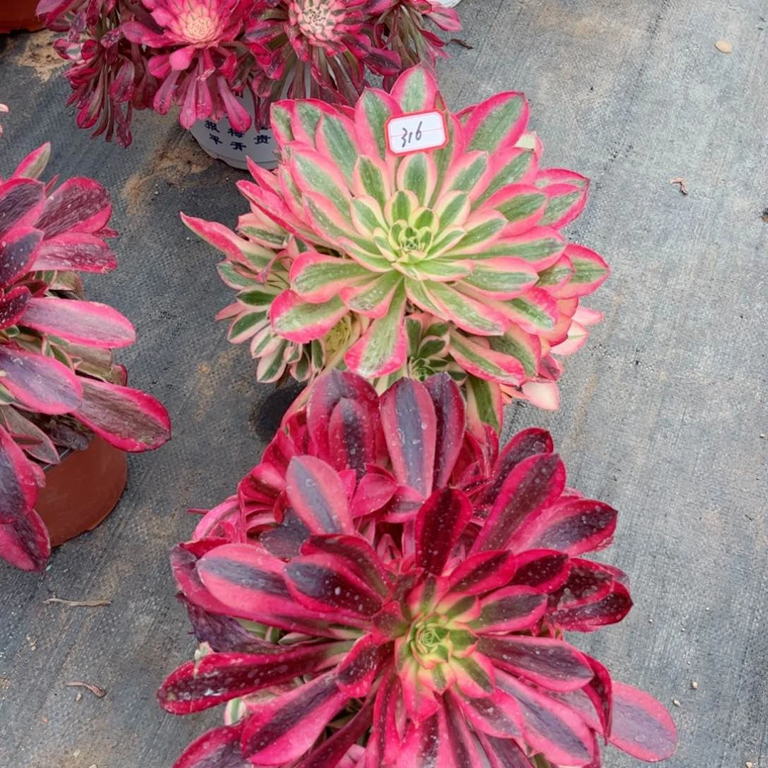 多肉植物316号两颗