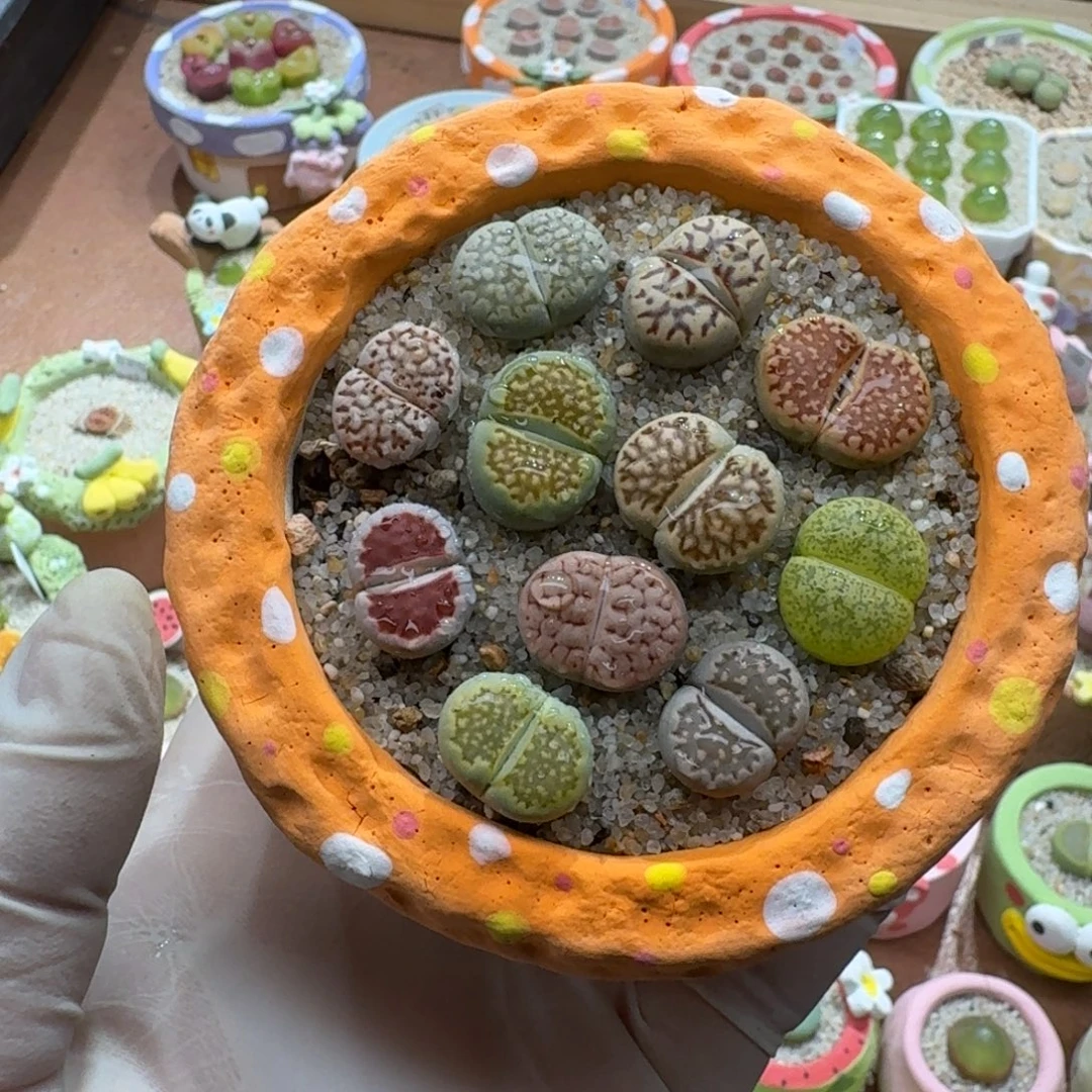 L***ʚ1221-052连盆带花