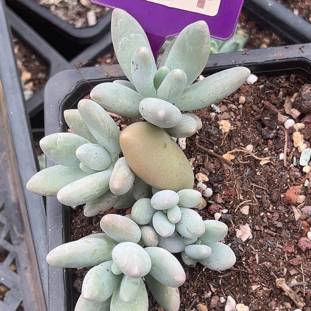 家**宝白兰地多肉植物134