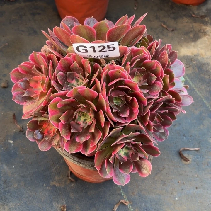 瑞妈多肉园艺125香妃