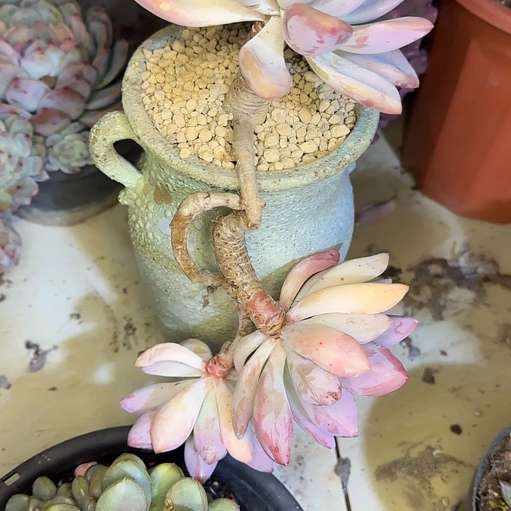 奥普623 多肉植物一物一拍