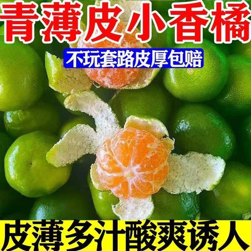 武当山现摘青皮蜜橘新鲜应季水果酸甜多汁适合孕妇