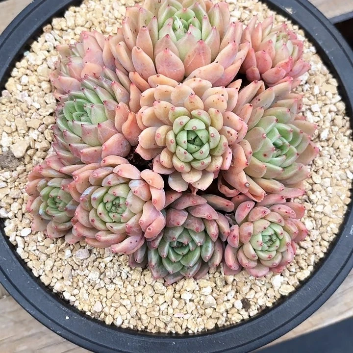 多肉植物，拉赫亚爪