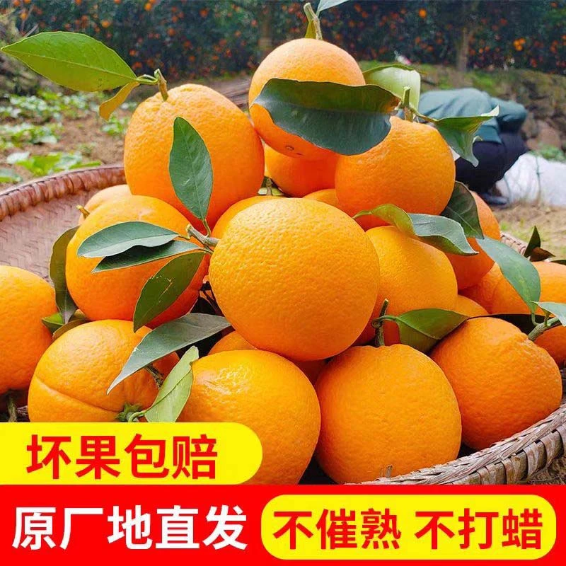 【大果果王一个价】WF正宗赣南脐橙江西橙子现摘现发赣州发货水果