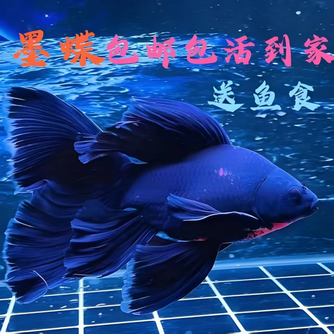 精品墨蝴蝶鲤   渔场直发 顺丰包邮 可改价链接
