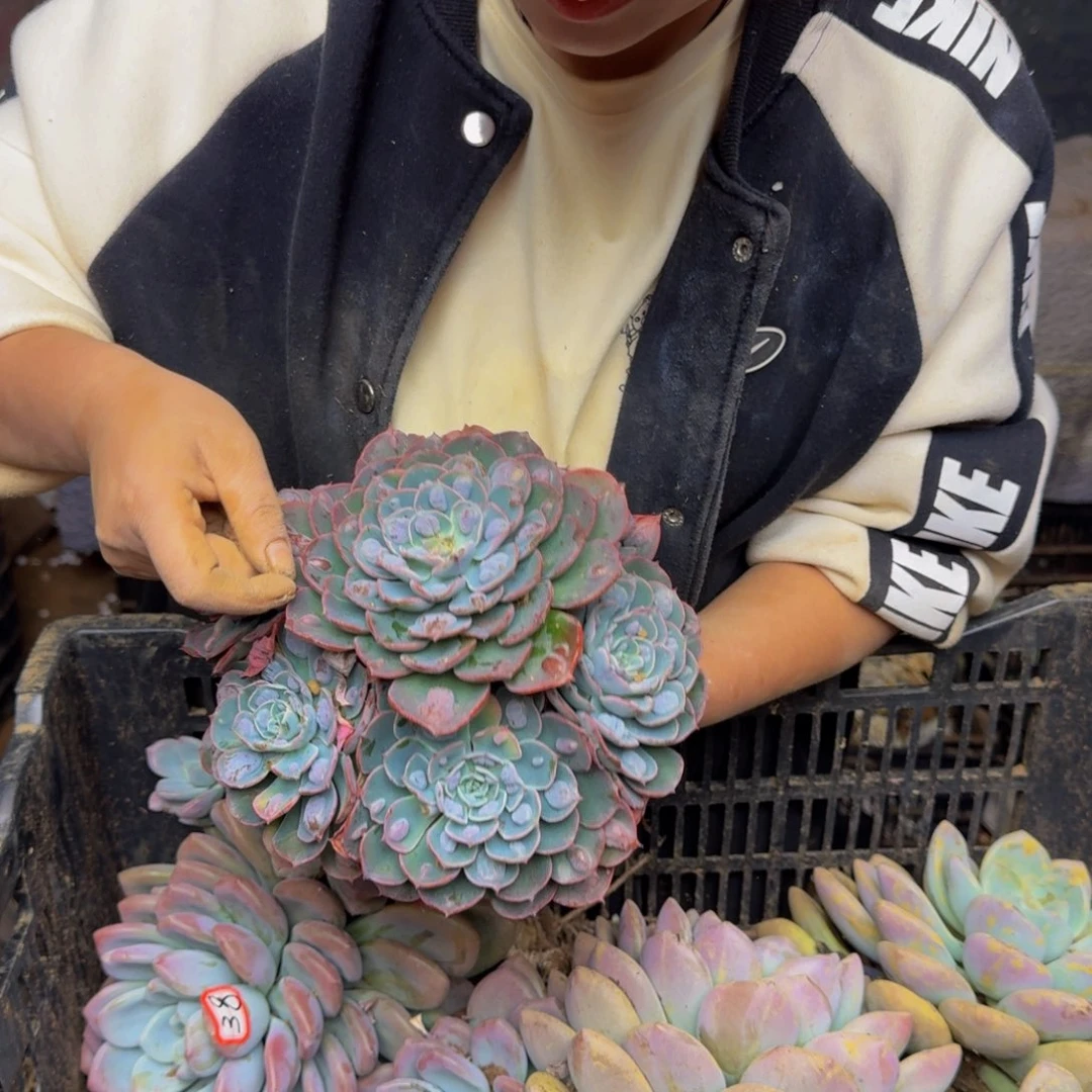 一***呀雨滴 一颗 不包损120号