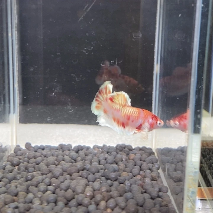 斗鱼泰国斗鱼426号