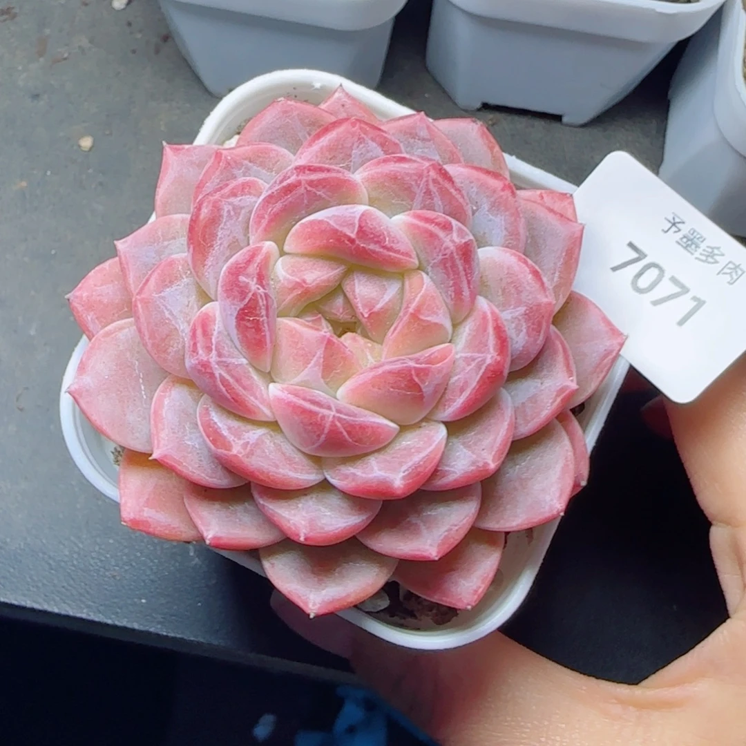 糯心冰魄，7071多肉植物