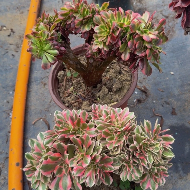 美杜莎粉女小颗 特价23号