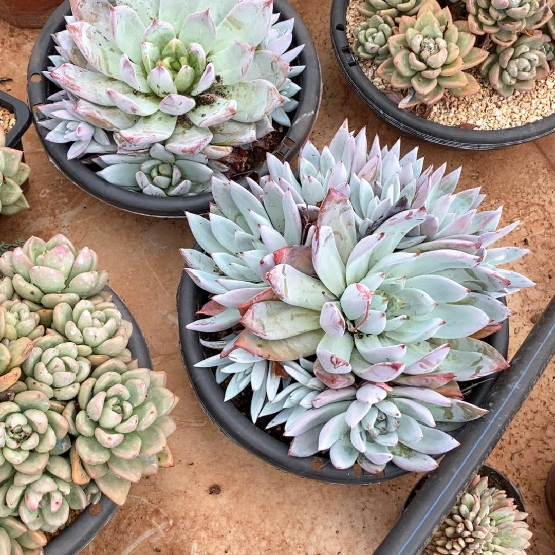 小****8卡系2颗多肉多肉2颗多肉多肉