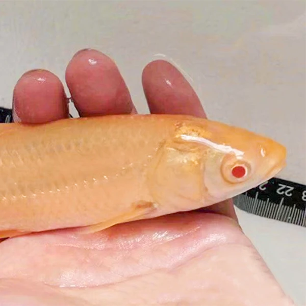 【活体】红眼金丝草鱼 赤眼金草鱼 8-20公分观赏